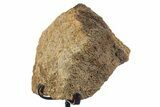 Fossil Triceratops Vertebra Section w/ Metal Stand - South Dakota #339980-1